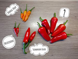 IMG_20170814_184319-01