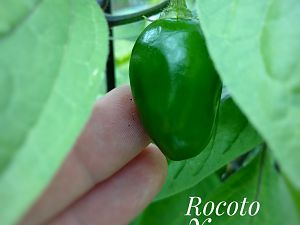 IMG_20170814_170208-01
