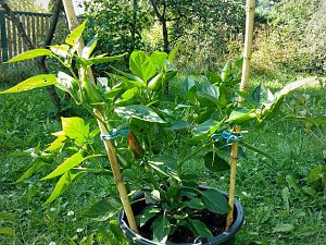IMG_20170814_170348-01
