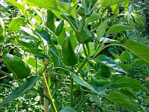 IMG_20170814_170357-01