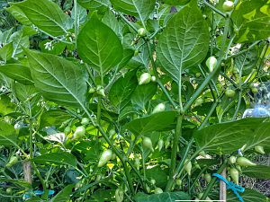 IMG_20170814_165636-01