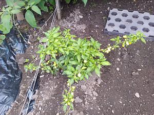 Hab. C. Beet 16.8