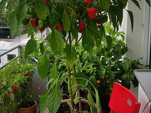 Jamaican Red Hot