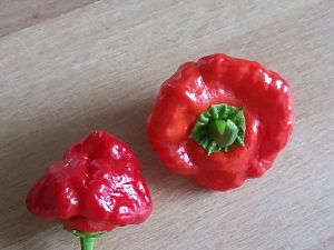 Jamaican Red Hot