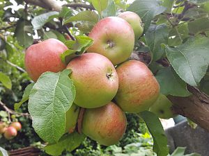 Apfel "Rosana"