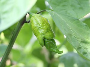 20170805-trinidad-scorpion-long-sr-HM6C8191