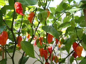 20170814-bhut-scorpion-HM6C8327