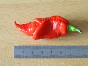 20170815-trinidad-scorpion-long-sr-HM6C8385
