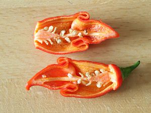20170815-trinidad-scorpion-long-sr-HM6C8386