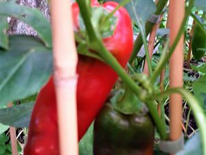 20170821_160327_Richtone(HDR)