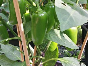 20170821_160512_Richtone(HDR)
