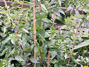 20170821_160540_Richtone(HDR)