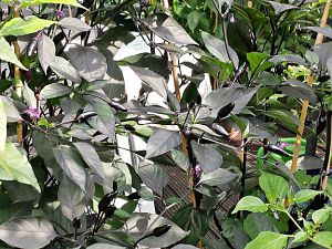 20170821_160717_Richtone(HDR)