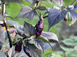 Purple Bhut