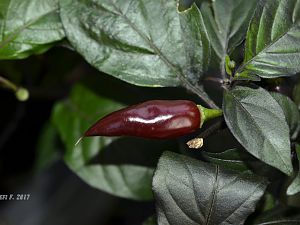 _DSC5601