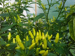Tabasco 25.8