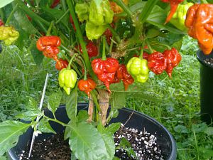 Reaper schoko