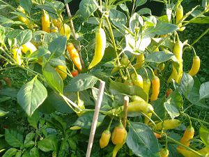 Aji Crystal
