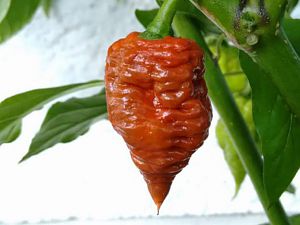 Carolina Reaper Chocolate abweichung