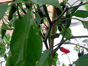 Purple Tiger (Capsicum annuum)