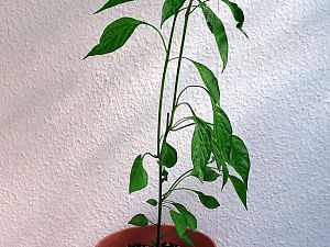 Chili237_20170826