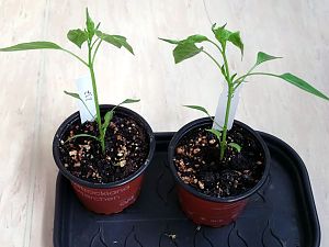 Chili237_2_20170826