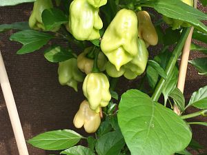20170826_170017_Richtone(HDR)