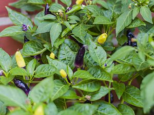 170827_Cumstock_Purple_Pepper_1