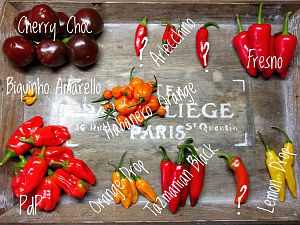IMG_20170827_200353-01