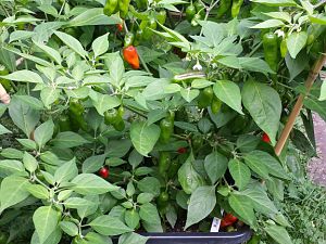 20170828_164419_Richtone(HDR)