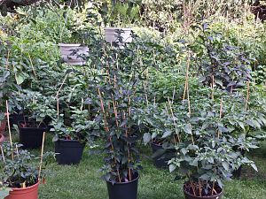 20170828_164742_Richtone(HDR)