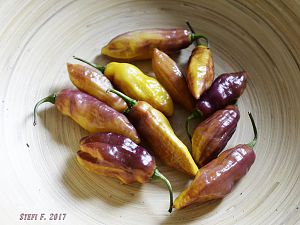 Black Bhut in gelb