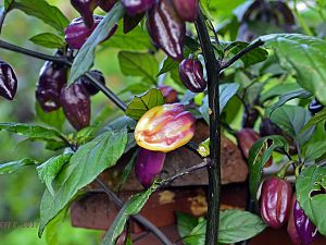 Pimenta Lisa