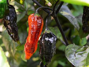 Black Bhut in rot