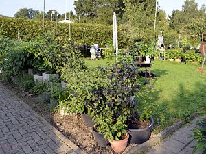 Gewühl vorne
