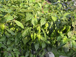 Naga Camouflage