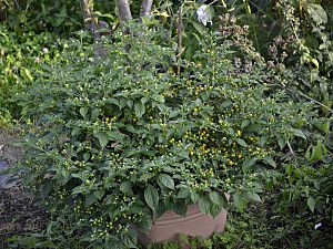 Aji Charapita