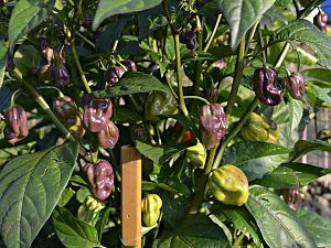 Maldavian Heart x Purple Bhut