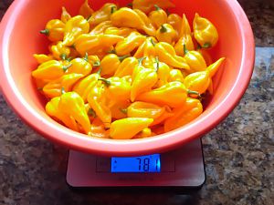 Fatalii Ernte 29.8