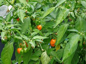 Habanero Orange, 12l
