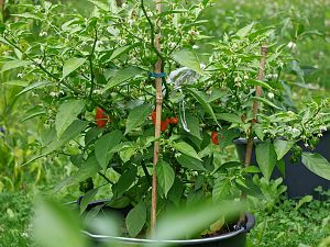 Habanero Orange, 20l