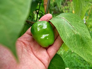 Rocoto Rote Riesen