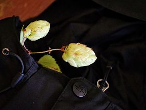 Hopfen