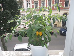R. deSeda 2.9.