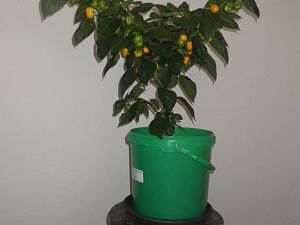 Aji dulce Amarillo  2.9.