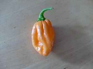 P1010108