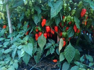 IMG_20170902_142756