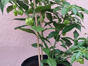 20170902_185939_Richtone(HDR)