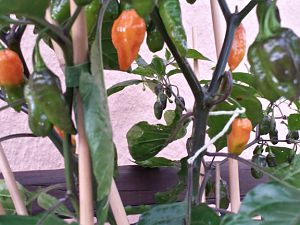 20170902_190329_Richtone(HDR)