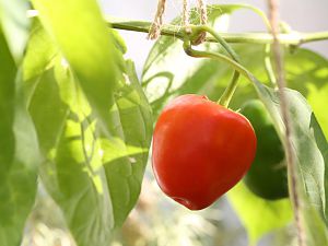 20170829-rocoto-HM6C8772